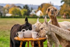 002_Oakwood-Gardens_Fall-Color-Tea-Party_Photography-by-Wasim-Muklashy