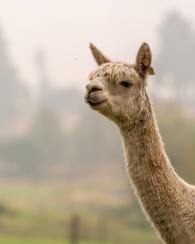 Wasim-Muklashy-Photography_Oakwood-Gardens_Alpacas_Hillsboro_Oregon_308