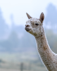 Wasim-Muklashy-Photography_Oakwood-Gardens_Alpacas_Hillsboro_Oregon_401
