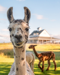 Wasim-Muklashy-Photography_Oakwood-Gardens_Hillsboro_Oregon_150