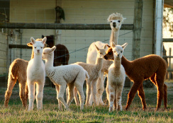 alpaca-farm-and-gardens-spring-gallery-image-34