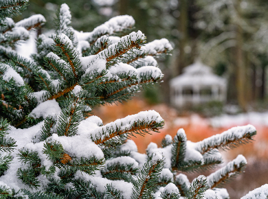 alpaca-farm-and-gardens-winter-gallery-preview