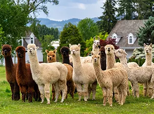 alpaca-farm-and-gardens-in-hillsboro-or-alpaca-gallery-picture-with-group-of-alpacas