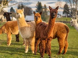 alpaca-farm-and-gardens-in-hillsboro-or-alpaca-happenings-picture-of-a-group-of-alpacas-at-sunset