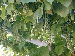 Community Page for Oakwood Gardens - Photo of grapes on a vine