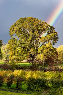 oakwood-gardens-logo-tall-oval-250